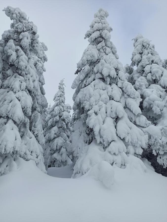 Walpurgis Hexe Lejlighed Braunlage Eksteriør billede